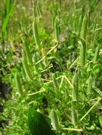 oxalis stricta wildflowers