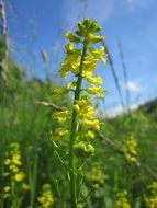 barbarea vulgaris, yellow flowers