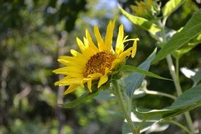 young sunflower on a field of sunflowers