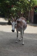 a donkey in the zoo