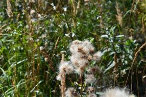 fluffy seeds of field plants