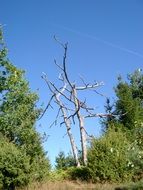 dry tree among green trees in the forest