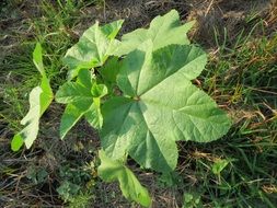 Green malva verticillata or mallow chinese