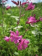 silene dioica wildflowers