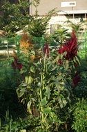 red flower in a garden