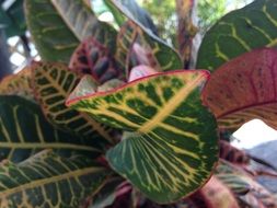 Spotted green leaves closeup