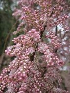 Tamrix tree blossoms