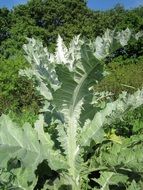 scotch thistle with spiny leaves in the sun on a blurred background
