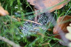 drops of water on the spider net