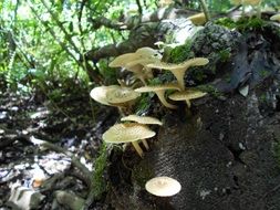 mushrooms on the forest floor in the forest
