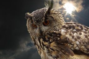 owl with Red eyes portrait