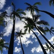 palm trees under the blue sky