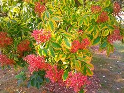 shrub with yellow-green leaves and red flowers