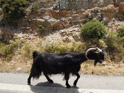 black goat in the mountains
