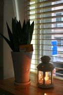 flower in a pot and a lamp on the windowsill in a cafe