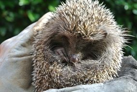 hedgehog is a representative of the fauna