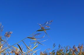 Top of the marsh grass against the backdrop of a bright blue sky