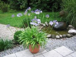 purple potted flowers in an italian garden