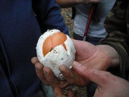 king bolete in hand