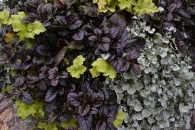 autumn purple garden leaves