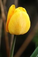 yellow tulip in summer greenhouse