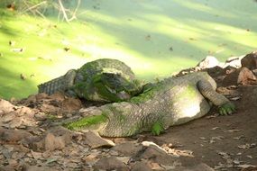 two crocodiles on sand at green water