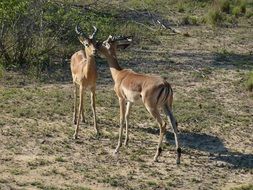 south african antelope