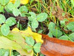 Close-up of the beautiful and colorful leaves on the green grass