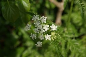 inflorescence of flutes herb close up