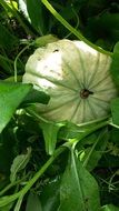 wonderful pumpkin blossom