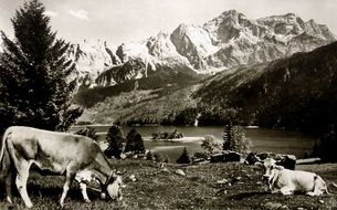 Black white postcard with the animals and mountains