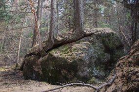 trees on a stone in the forest