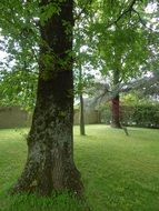 huge tree trunk in a park