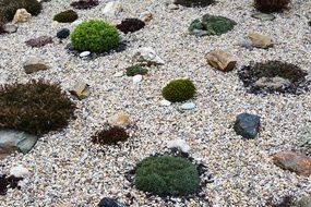 Green plants Stone decoration