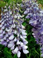 flor lilas em cacho