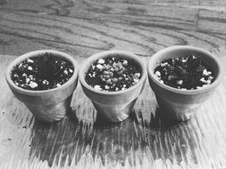 garden pots with decorations, black and white image