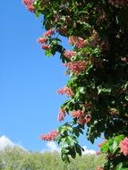 Pink aesculus carnea flowers