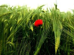 red poppy on the green field close-up
