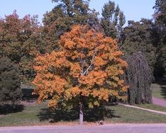 fall colors tree in park at walk path