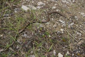 long thin snake on stone soil
