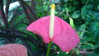 Pink plant in a botanical garden