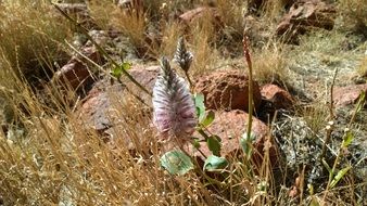 Dry grass on a stones in Australia