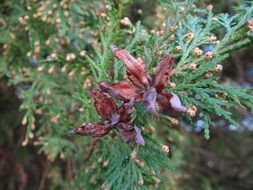 nature conifer branch