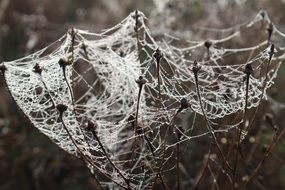 a bush of grass entwined with cobwebs close-up on blurred background