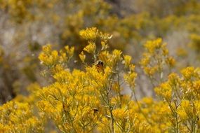 bees on a bush with yellow flowers