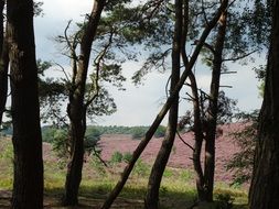 purple flowering fields nearby pine forest