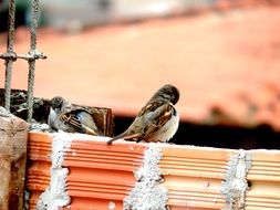 two sparrows on grunge fence