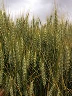 ripening crop spikes in field at cloudy sky