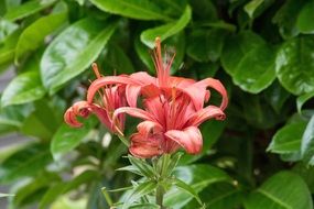 Red lily blooming in garden