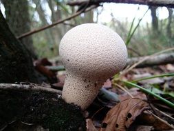 white small mushroom in the forest
